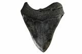 Fossil Megalodon Tooth - South Carolina #168030-1